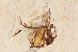 Cretaceous Fossil Fish Association - Hakel, Lebanon #163102-1